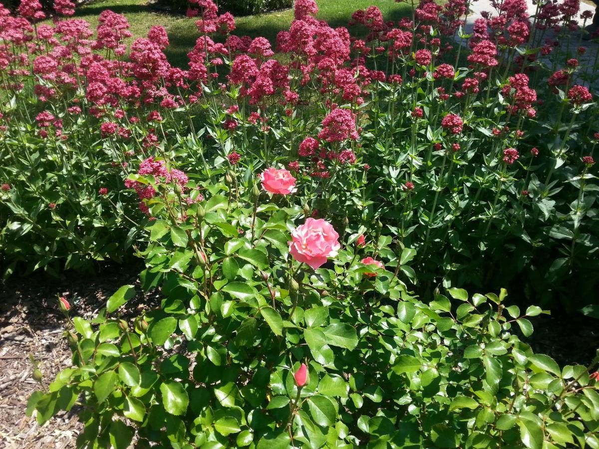 Serenity Tea House * Paso Robles