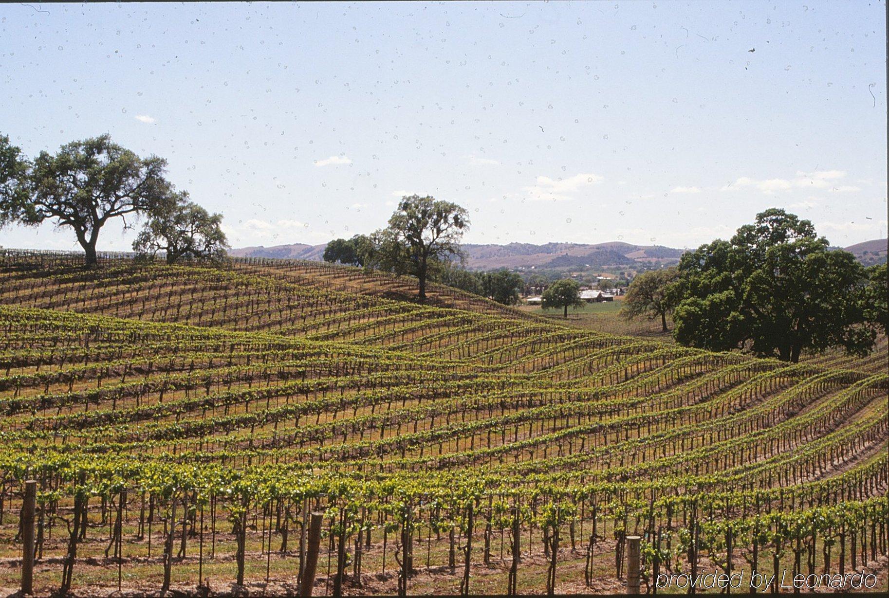 Best Western Plus Black Oak 3* Paso Robles