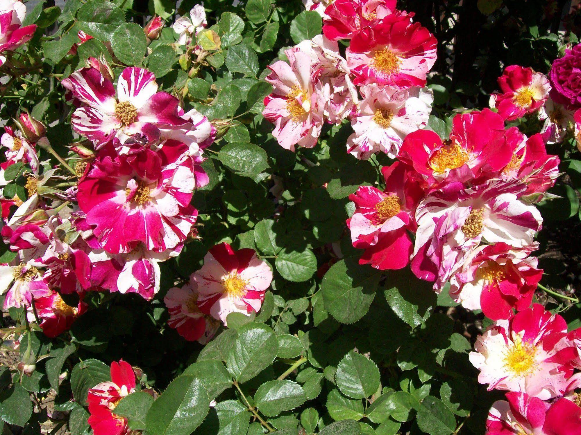 Adelaide Paso Robles