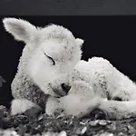 Reves De Moutons