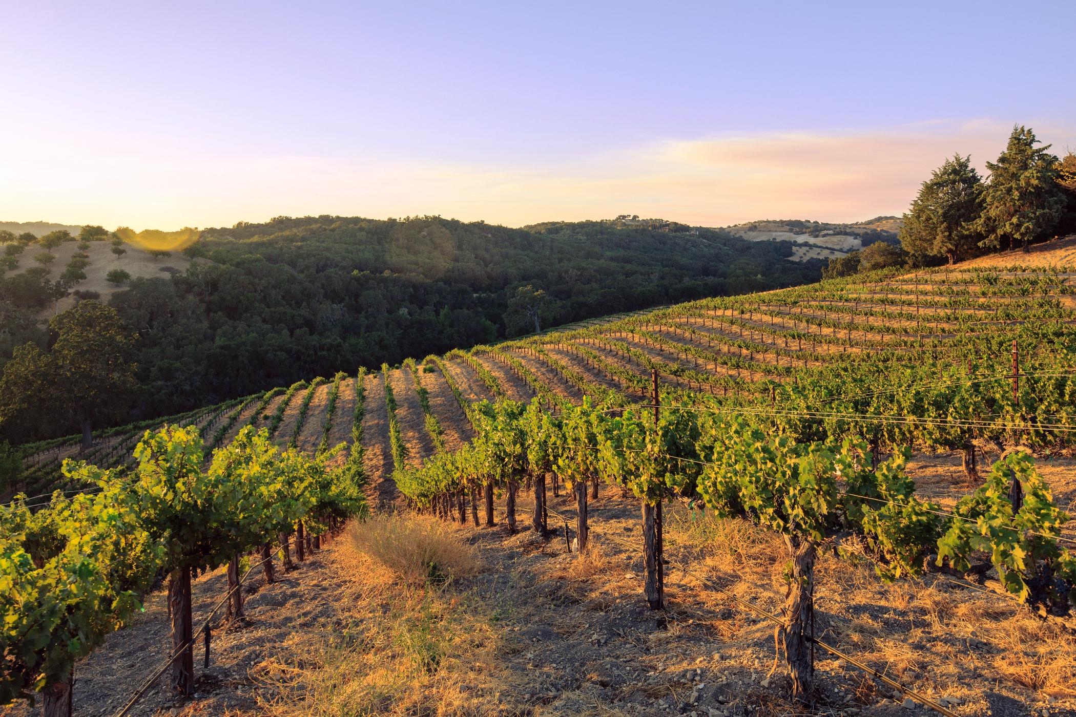 Hotel Allegretto Vineyard Paso Robles