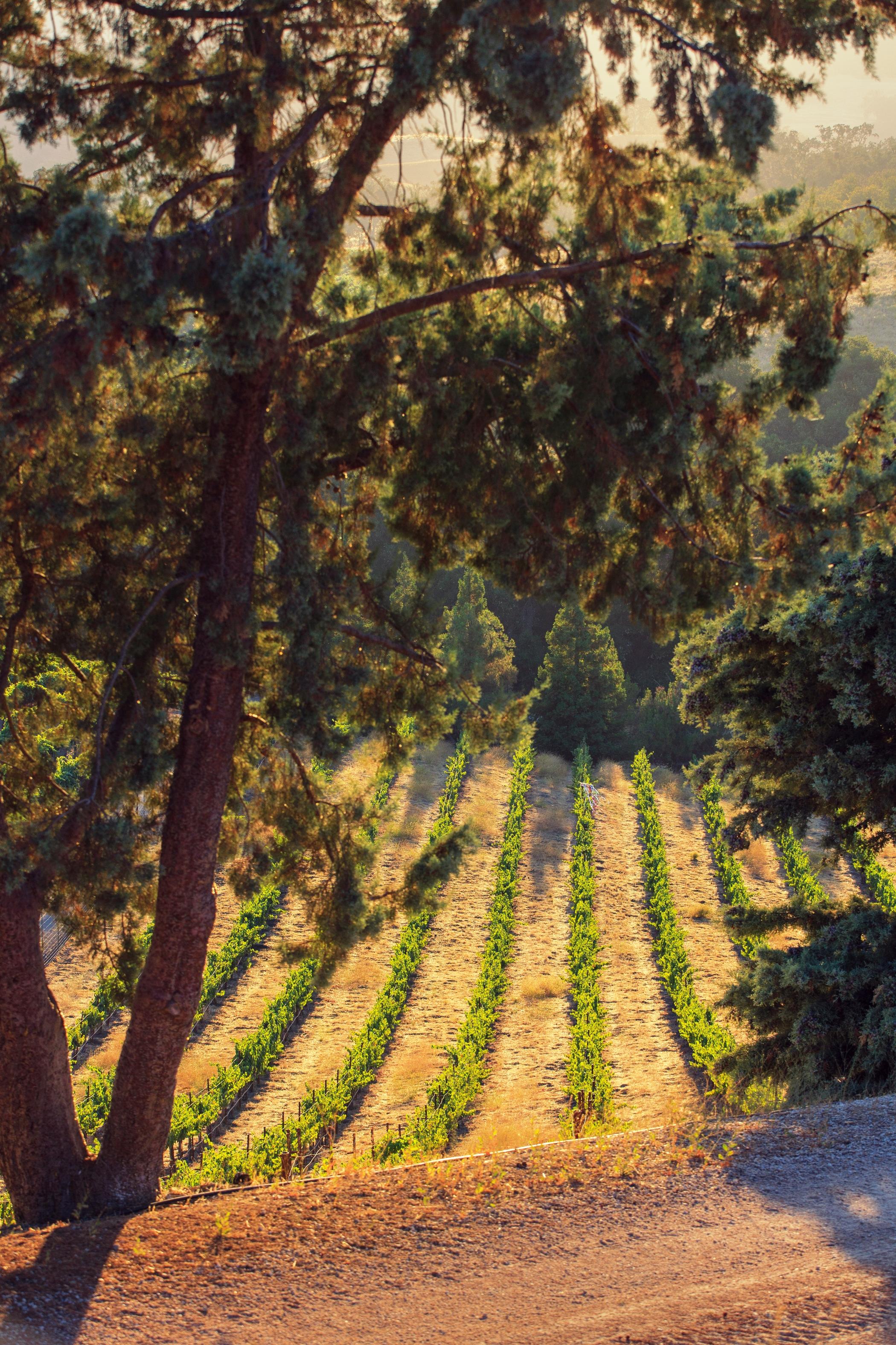 Allegretto Vineyard Hotel 4*