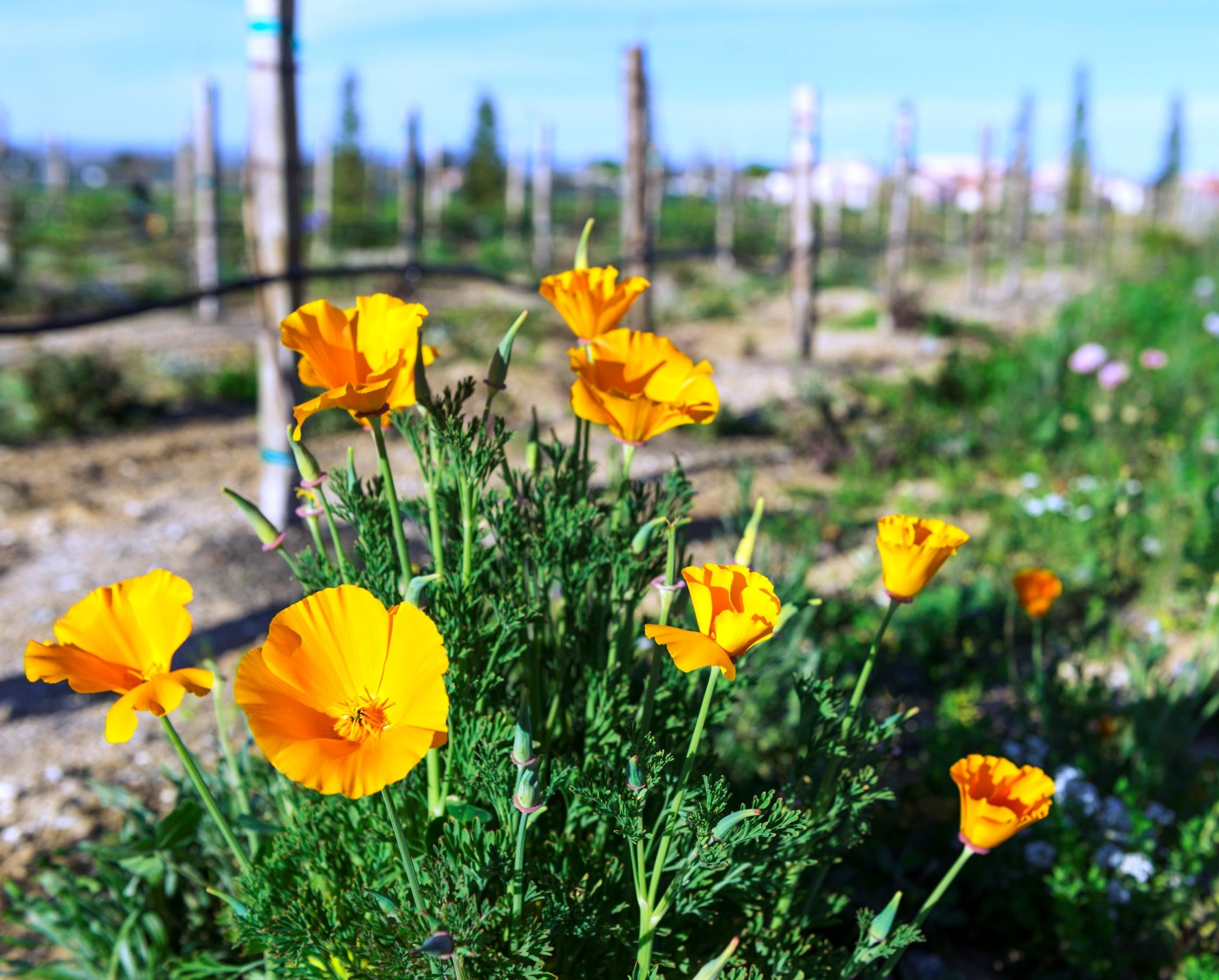Allegretto Vineyard 4*