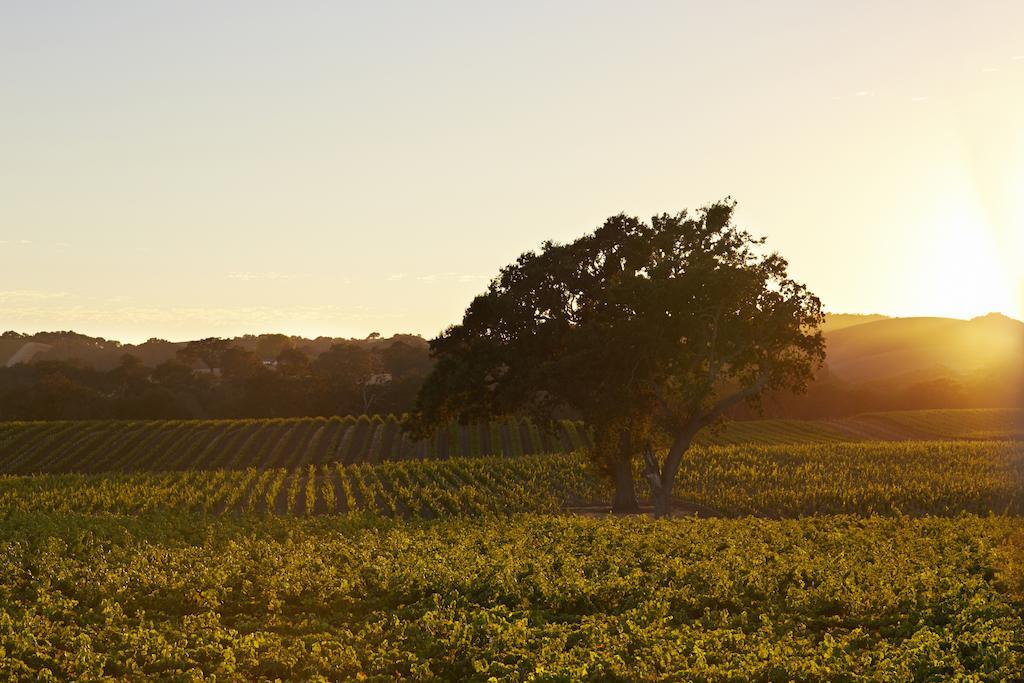 Summerwood Paso Robles