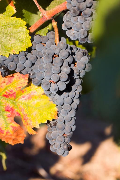 Allegretto Vineyard Hotel Paso Robles