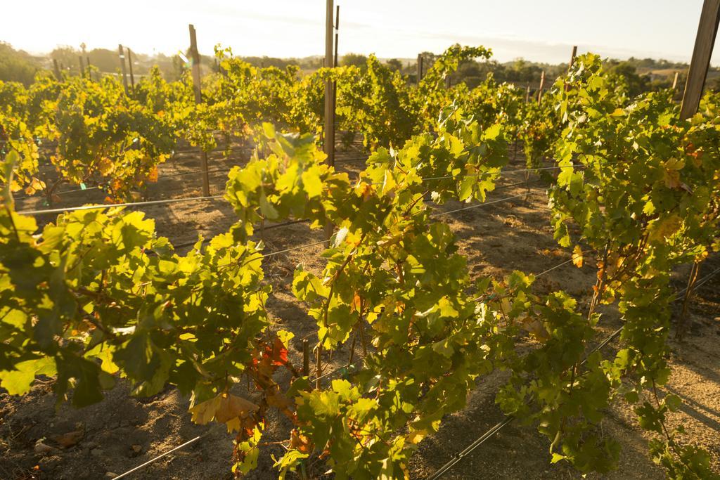 Hotel Allegretto Vineyard 4*