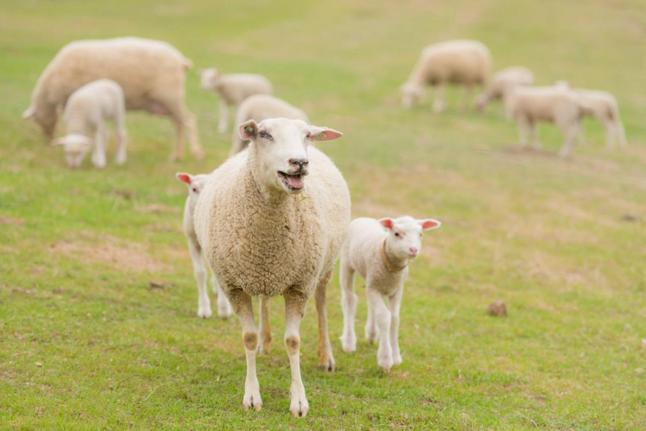 Reves De Moutons *