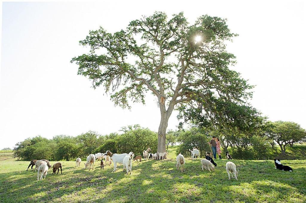Reves De Moutons