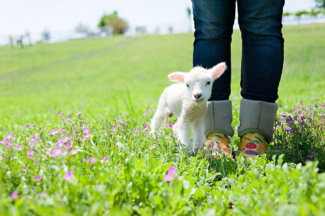 Reves De Moutons Paso Robles
