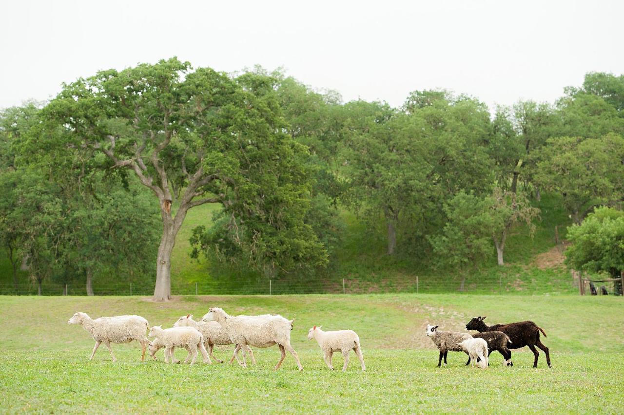 Inn Reves De Moutons *