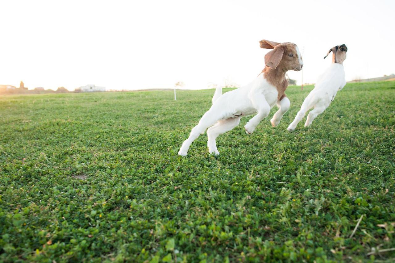 Reves De Moutons * Paso Robles