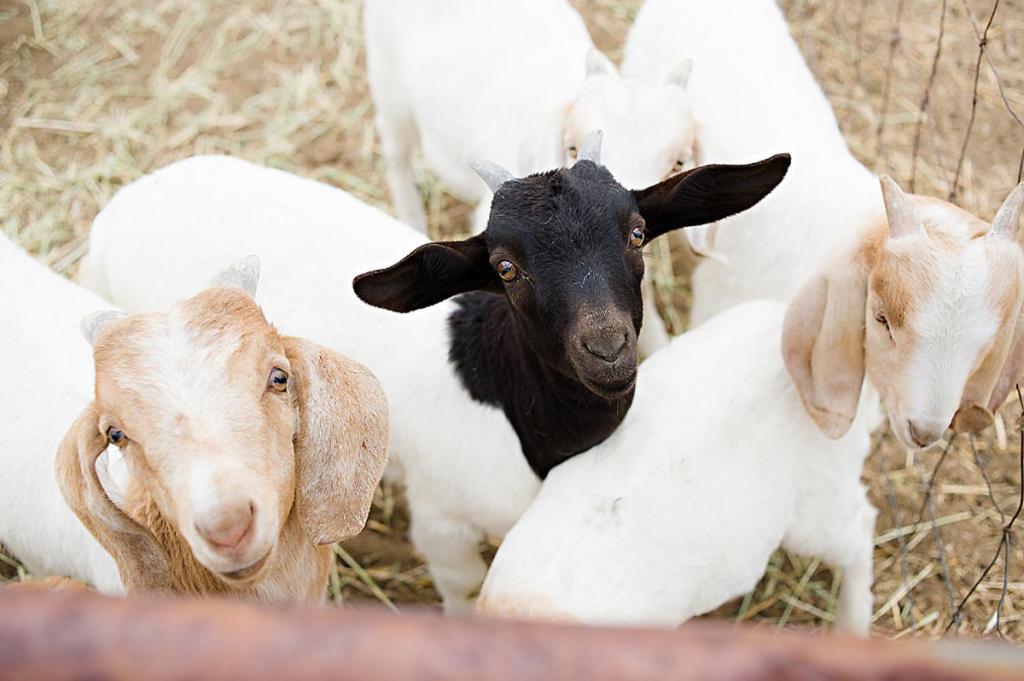 Reves De Moutons * Paso Robles