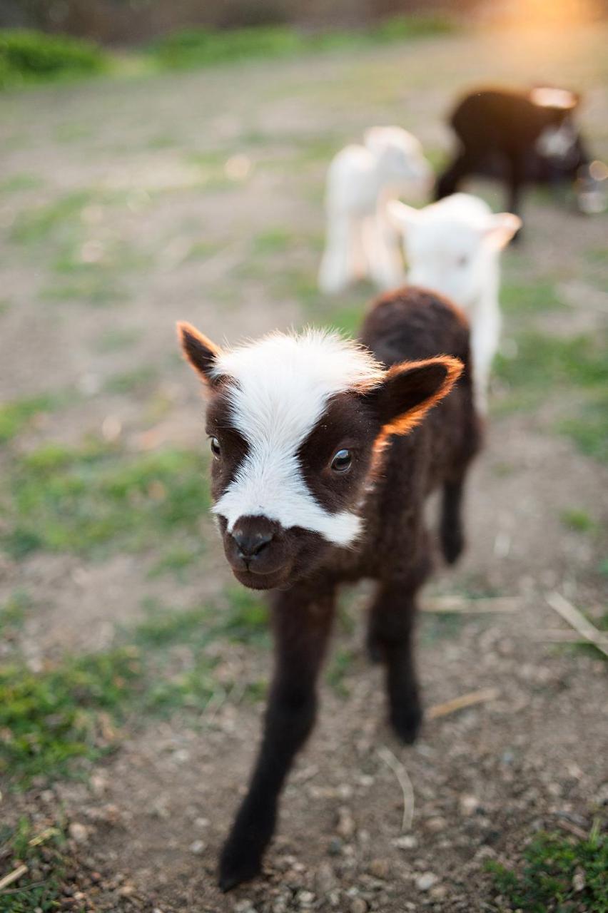 Inn Reves De Moutons