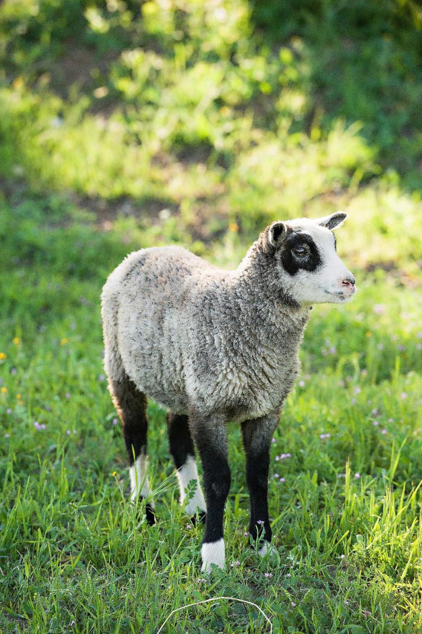 Reves De Moutons * Paso Robles