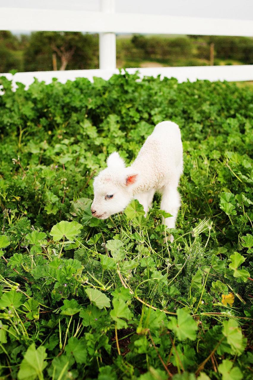Reves De Moutons * Paso Robles