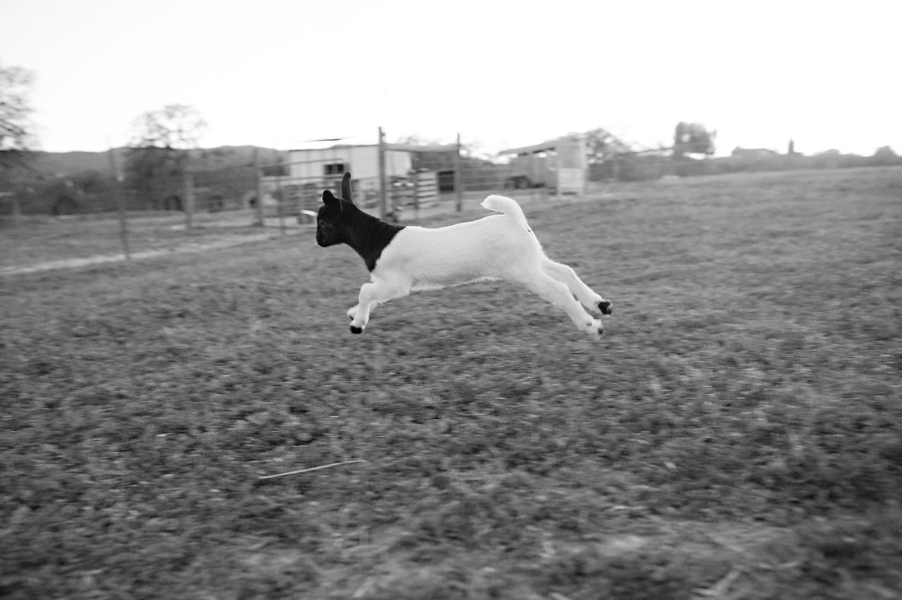 Reves De Moutons * Paso Robles
